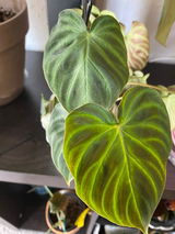 Christa Welch review photo