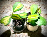 Martin review photo