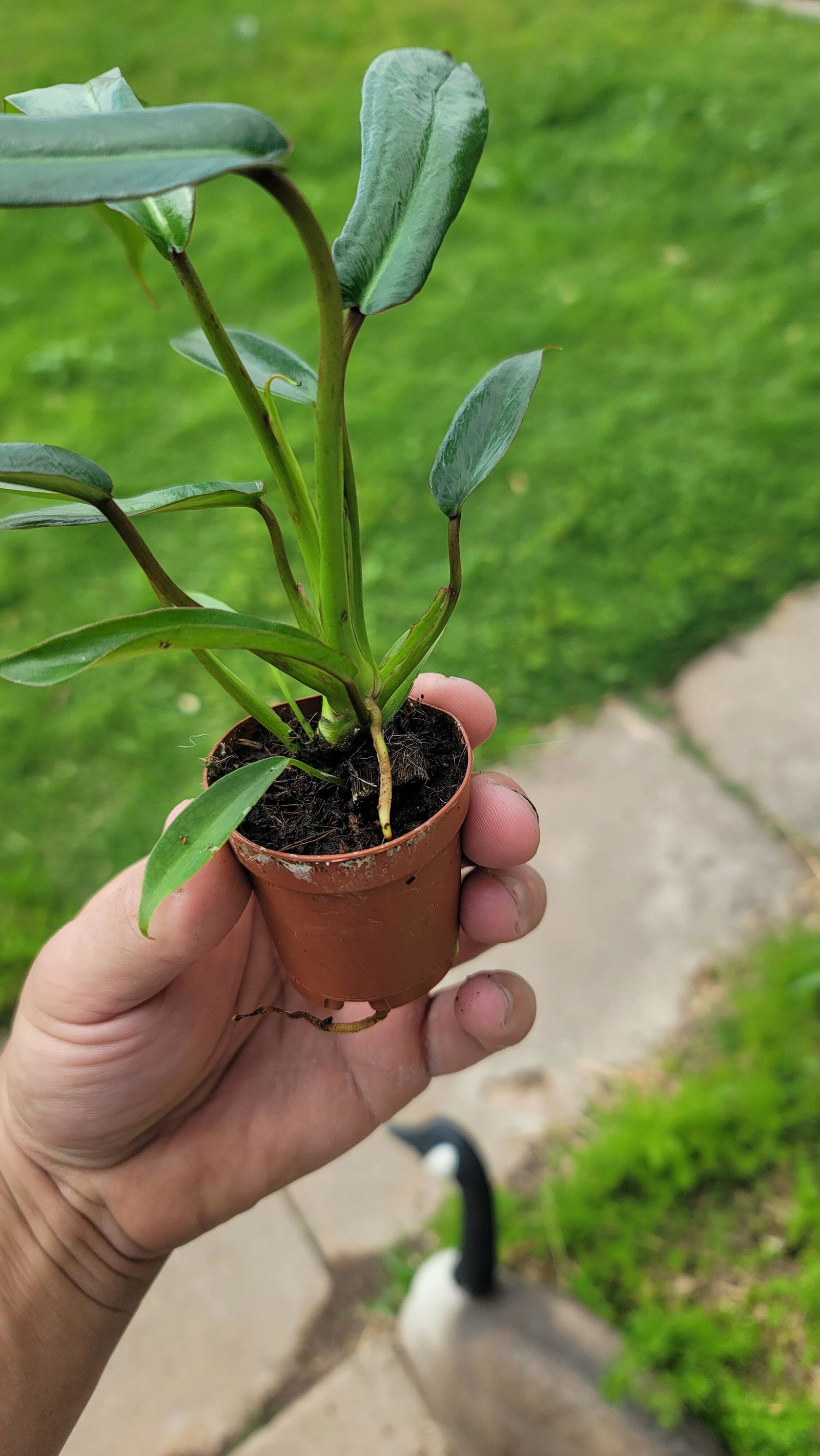 4” Philodendron 'Joepii' | Canopy Plant Co – Canopy Plant Co