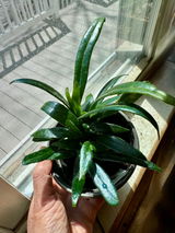 R Narciso review photo