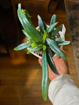 R Narciso review photo