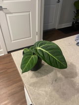 Kyndall review photo