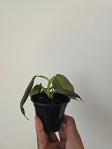 Tiffy review photo