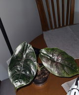 Adubya review photo
