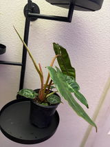 Kellecia review photo
