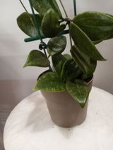 Gin L review photo