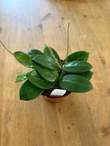 Rocio R review photo