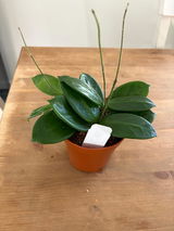 Rocio R review photo