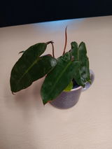 Zoe B review photo