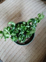 Vickie Gasser review photo