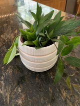 Diane S review photo