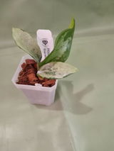 Gin L review photo