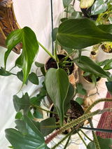Kris Locatelli review photo