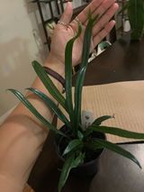 maria limas review photo