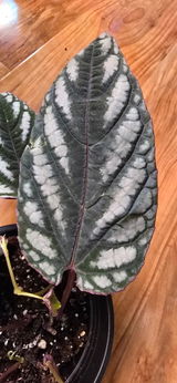 Cassandra review photo