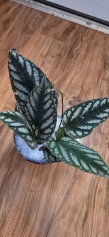 Cassandra review photo