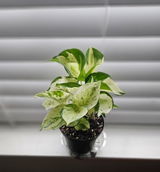 Vanessa review photo