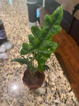 Cassy review photo