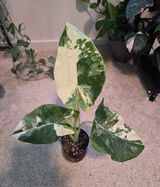 Andra review photo