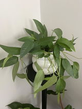 Jade review photo