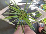 Kaliyona review photo