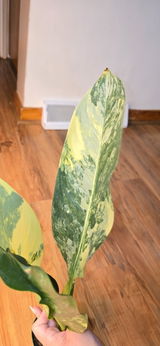 Cassandra review photo