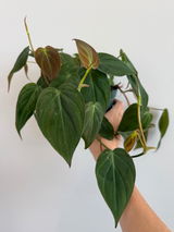 Tori Moore review photo