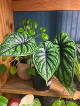 Calla review photo