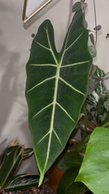 Calla review photo