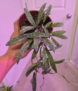 Sri Lytle review photo