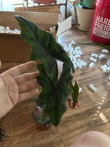 Jacklynn Boyett review photo