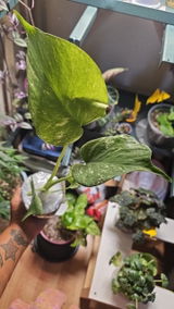 Sativa review photo