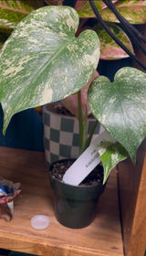 Calla review photo