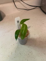 A.H review photo