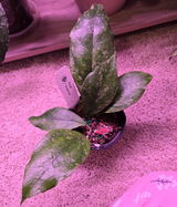 Andra review photo