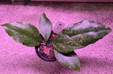 Andra review photo