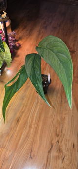 Cassandra review photo