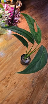 Cassandra review photo