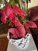 Deborah Girdler review photo