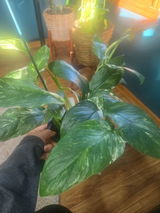 DeDe review photo