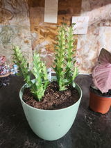 Plant Mom review photo