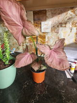 Plant Mom review photo