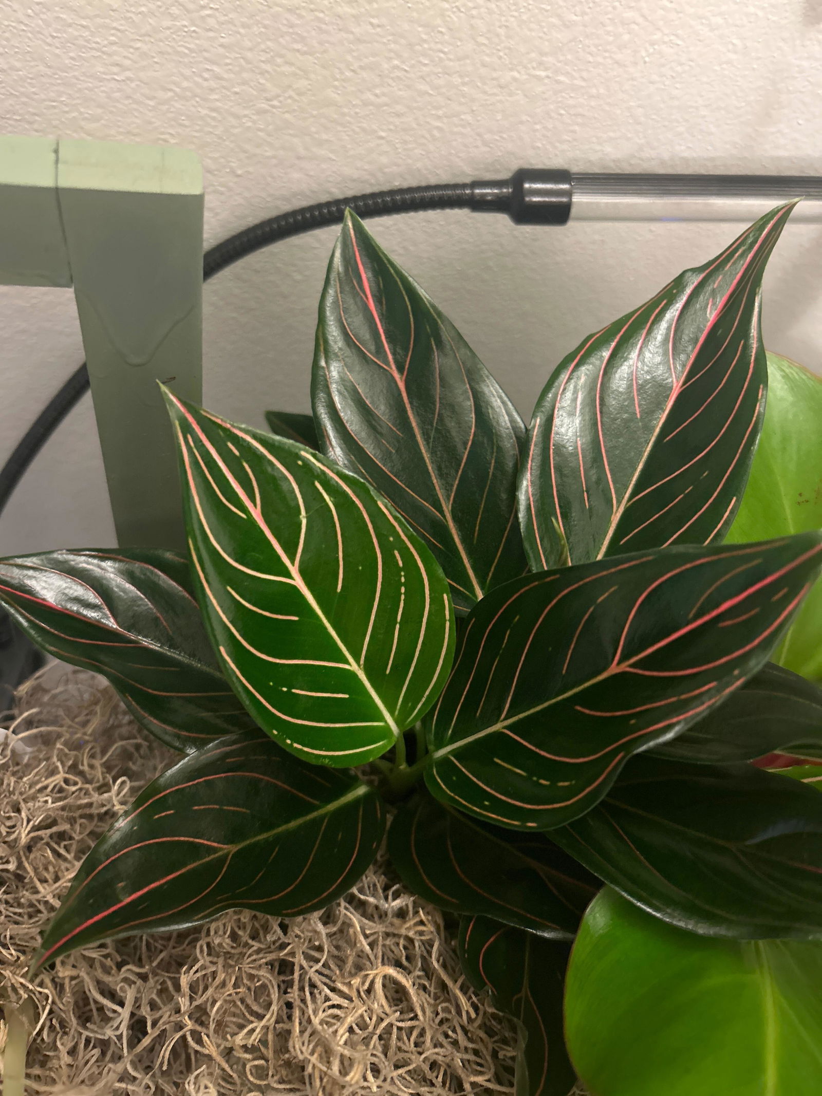 4” Aglaonema 'Red Vein' | Canopy Plant Co.