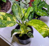 felice s review photo
