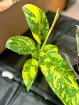 felice s review photo