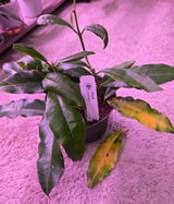 Plantcouver review photo