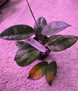 Andra review photo