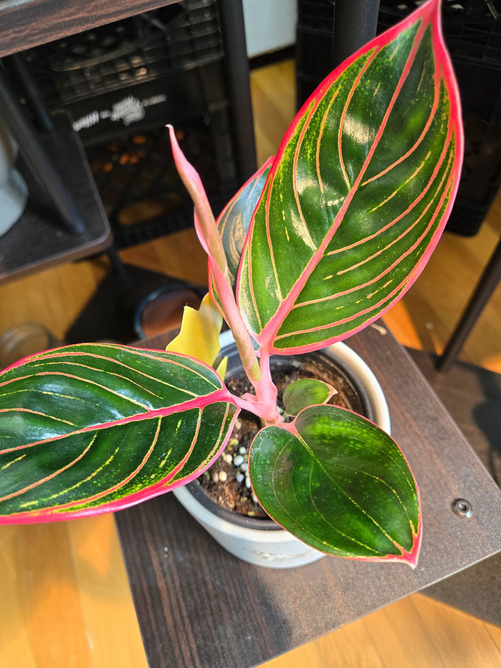 4” Aglaonema 'Khanza Pink' | Canopy Plant Co.