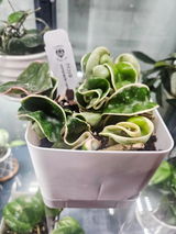 Geo garden review photo