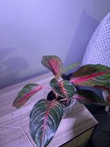 Dusti Scoggins review photo